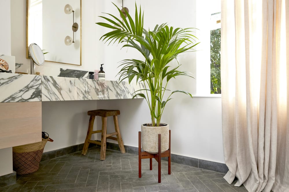 A kentia palm in a plant stand in a bathroom